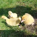 Siedlisko Pili Pili شقة سوركويتي